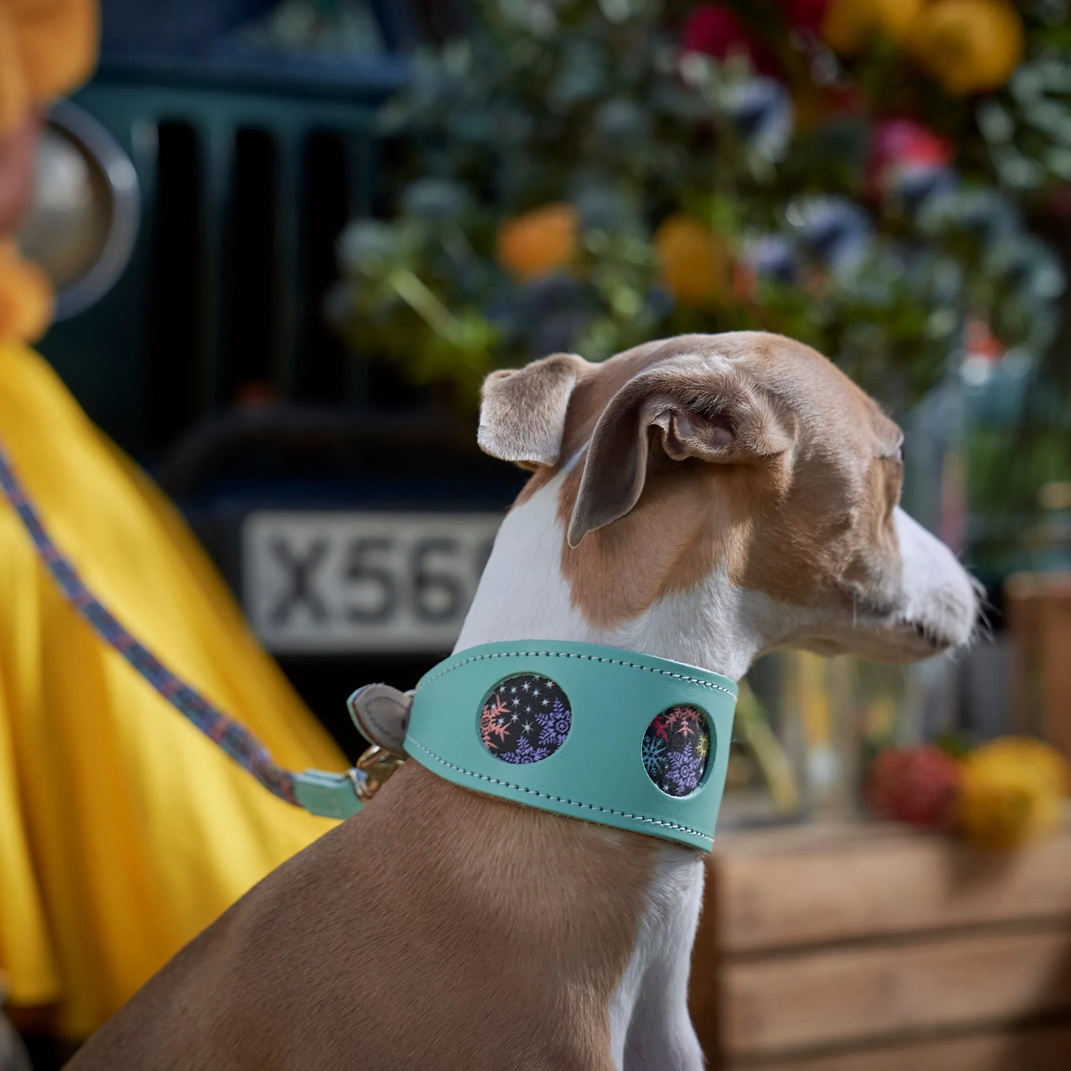 Christmas Snowflakes Hound Collar