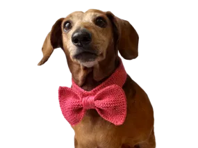 Knitted dog collar bow tie