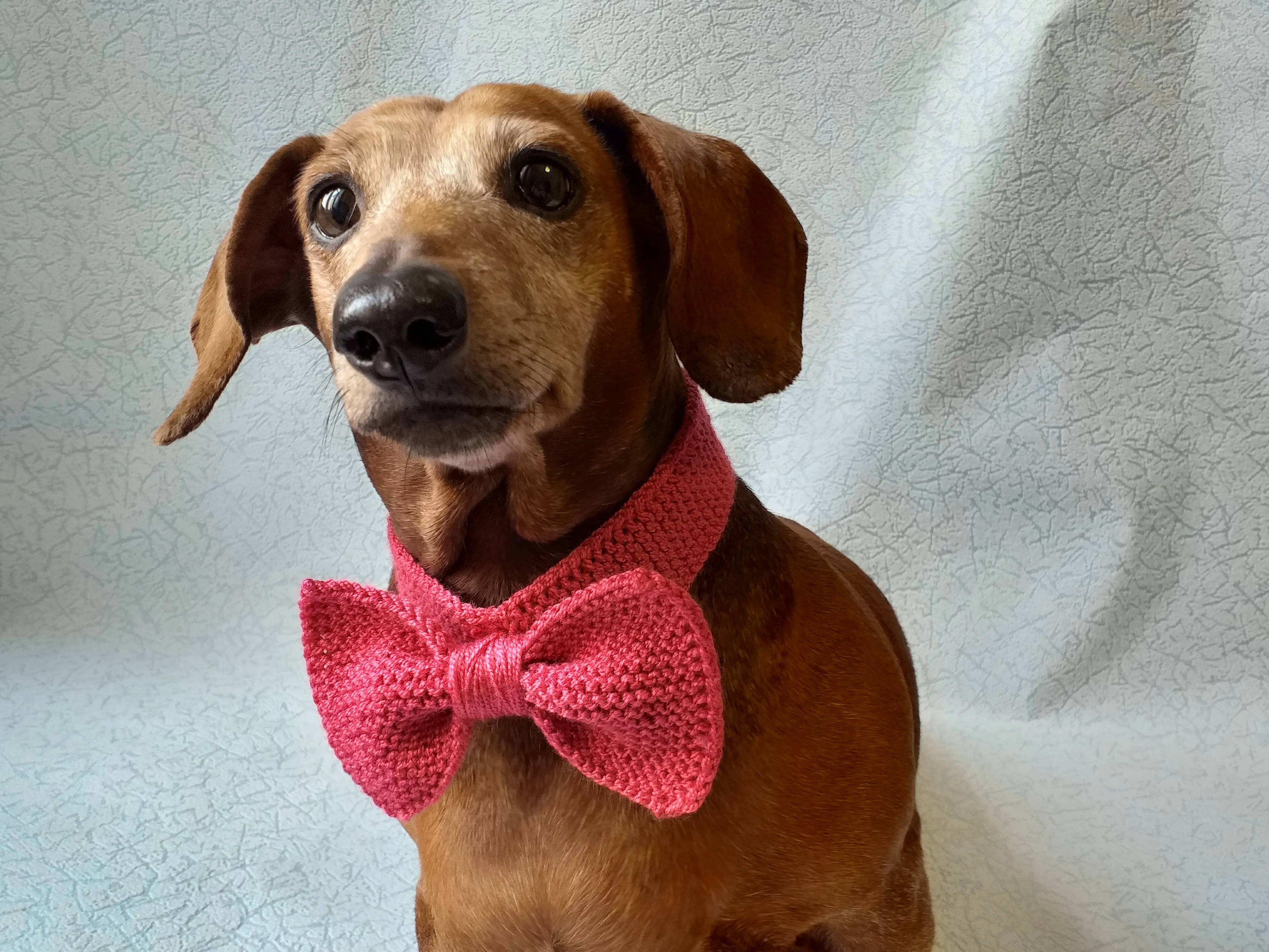 Knitted dog collar bow tie