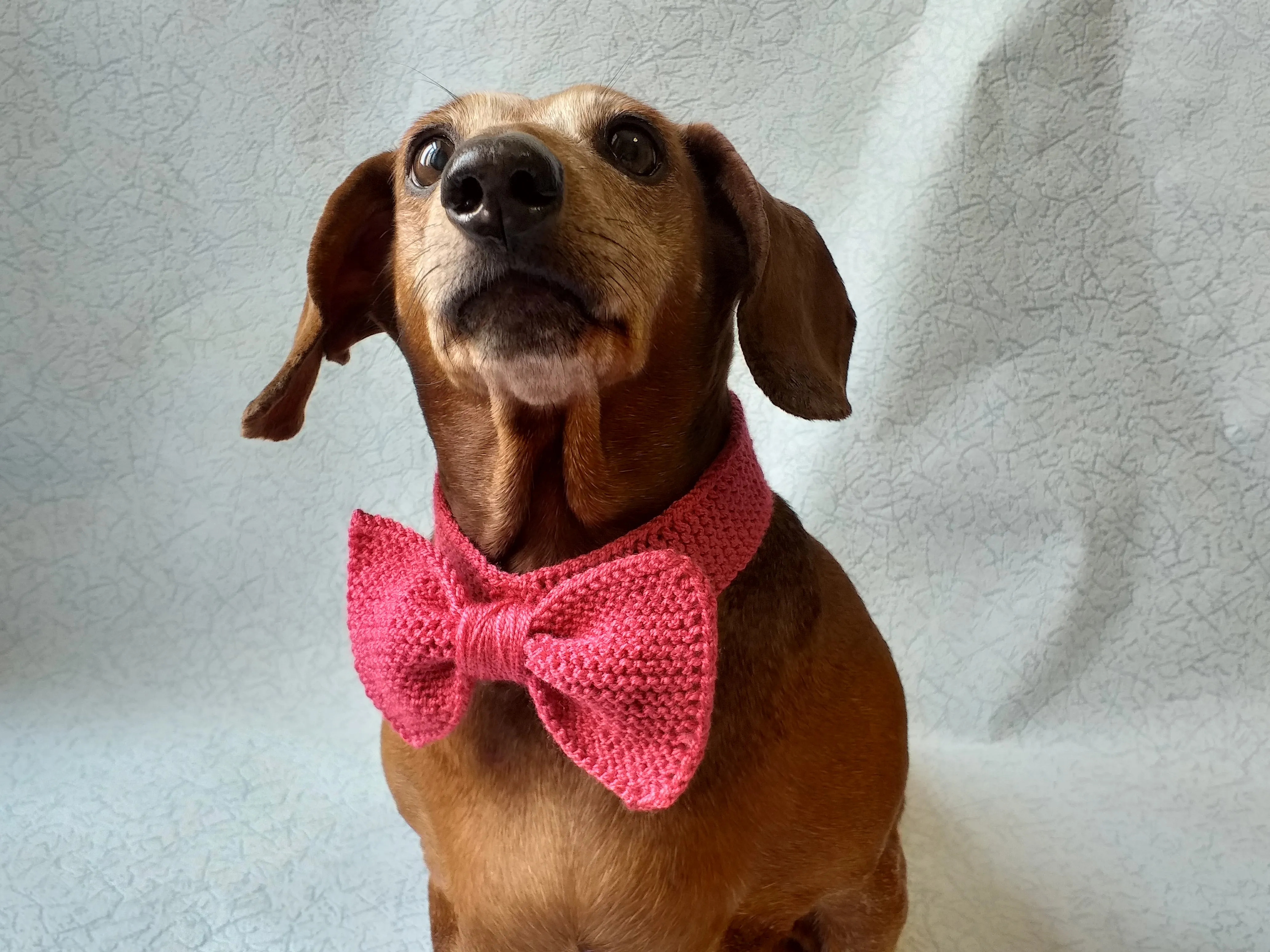 Knitted dog collar bow tie