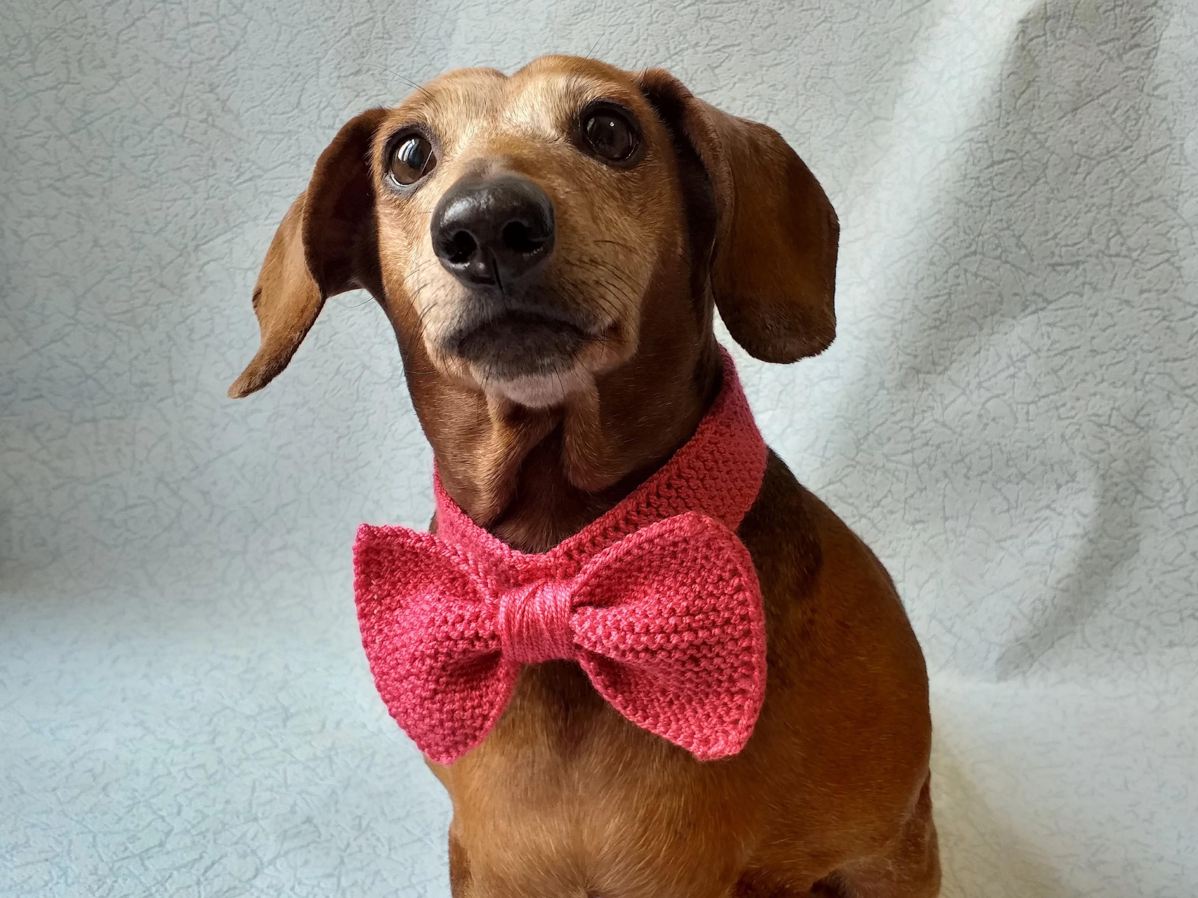 Knitted dog collar bow tie