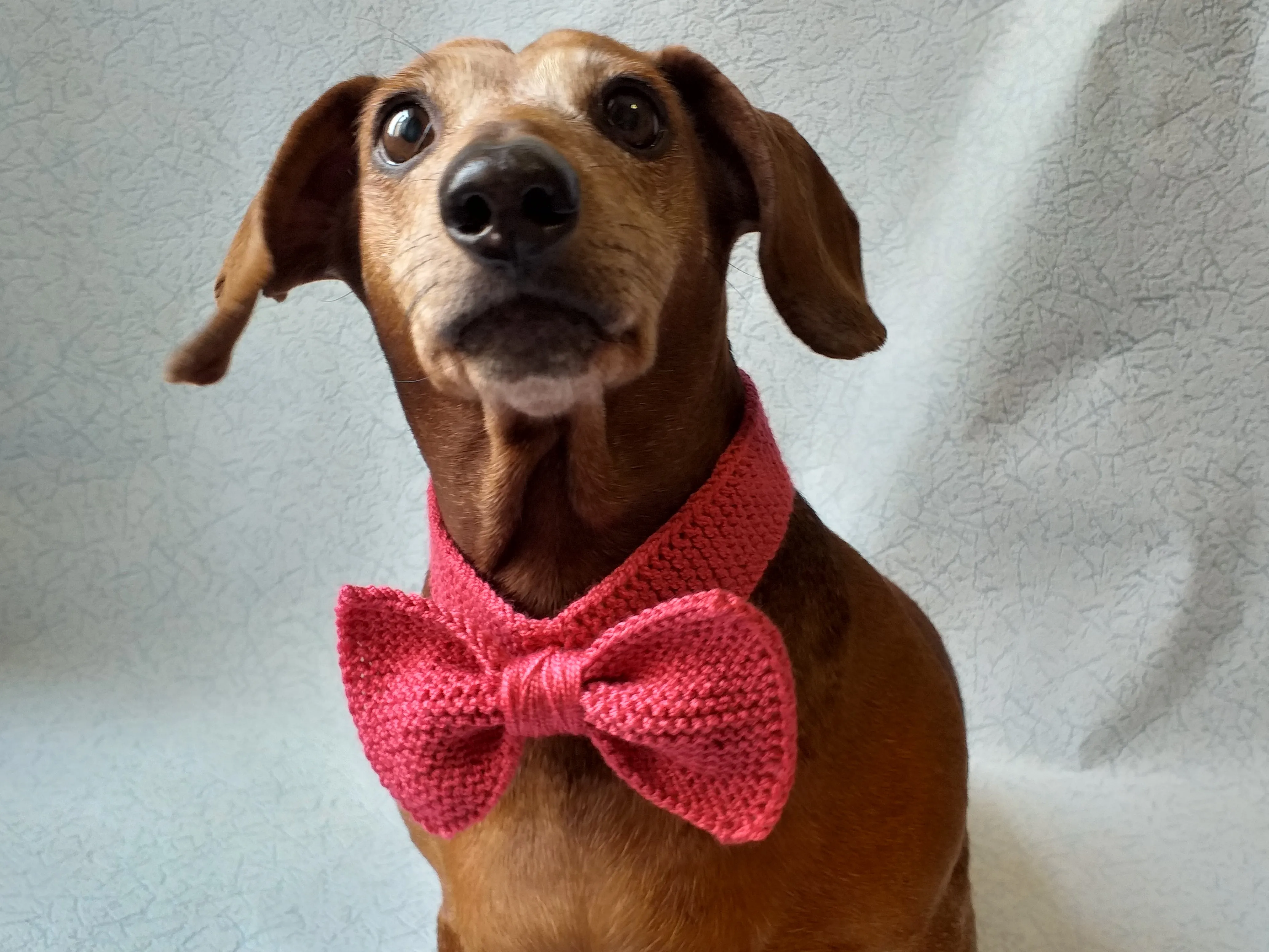 Knitted dog collar bow tie