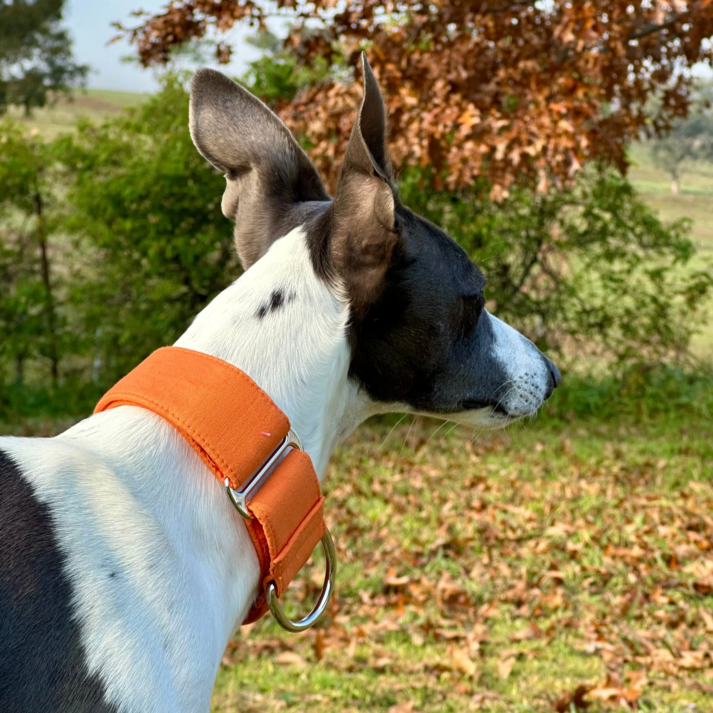 Martingale Collar - Autumn Blaze