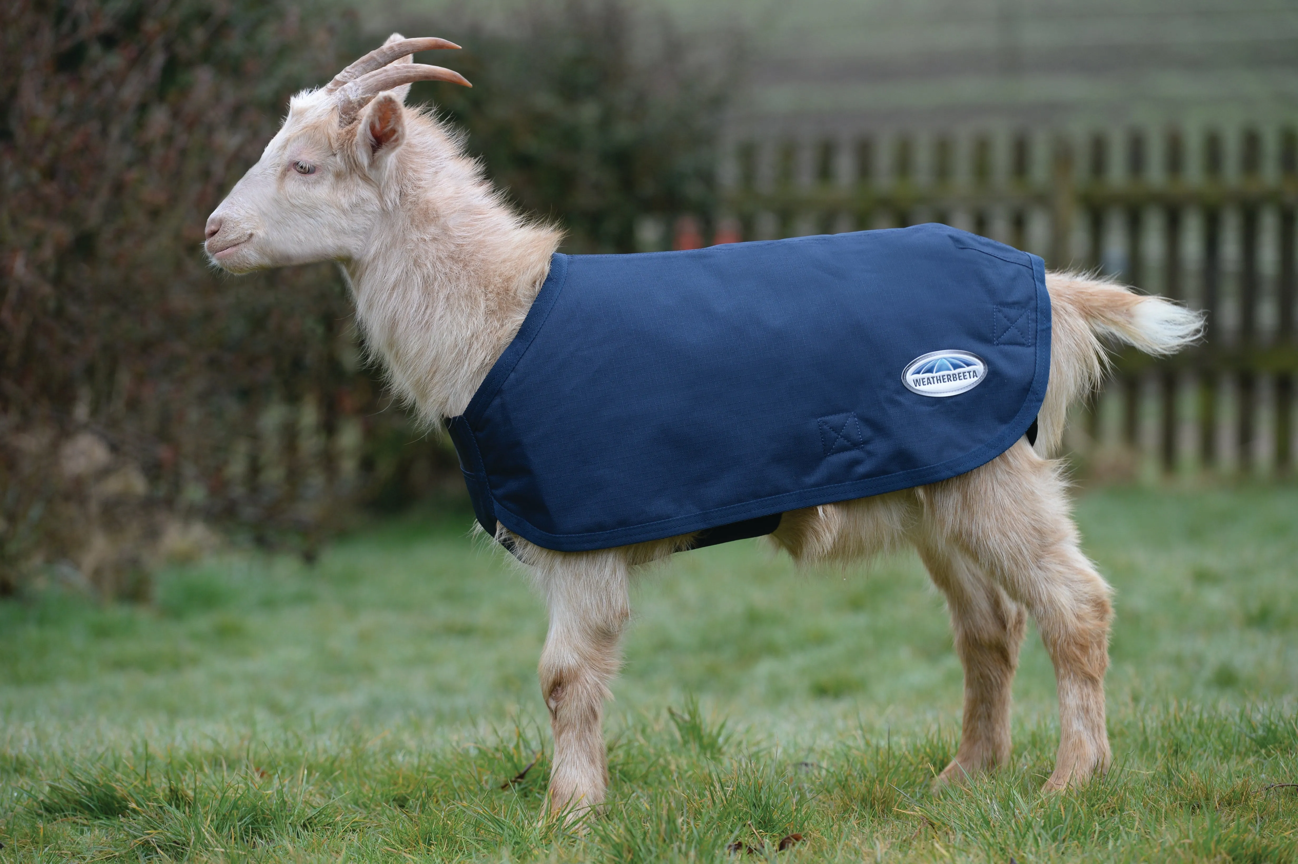 Weatherbeeta Deluxe Goat Coat